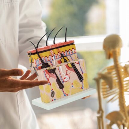 ANATOMISK MODELL AV MENNESKELIGE HUDLAG I TVERRSNITT LÆRING AV 3D-ANATOMI