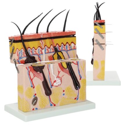 ANATOMISK MODELL AV MENNESKELIGE HUDLAG I TVERRSNITT LÆRING AV 3D-ANATOMI