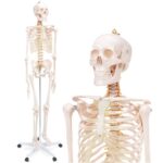 Anatomisk skjelettmodell 180 cm - Med nerver og stativ - Medisinsk undervisning - Skelett menneske