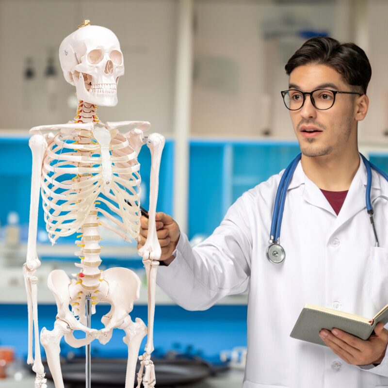 Anatomisk skjelettmodell 180 cm - Med nerver og stativ - Medisinsk undervisning - Skelett menneske