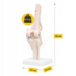 BEVEGBARE KNELEDD MENNESKELIG ANATOMISK MODELL 11 NØYAKTIG 3D