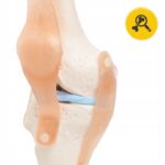 BEVEGBARE KNELEDD MENNESKELIG ANATOMISK MODELL 11 NØYAKTIG 3D