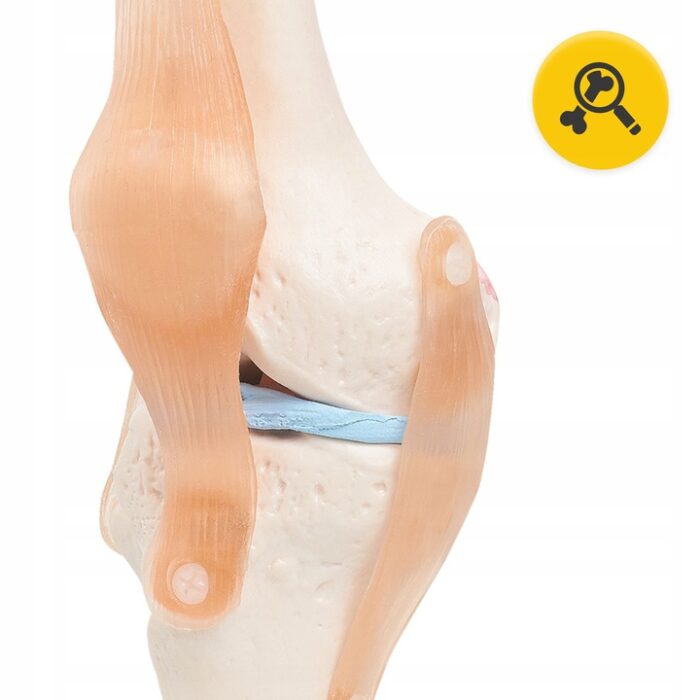 BEVEGBARE KNELEDD MENNESKELIG ANATOMISK MODELL 11 NØYAKTIG 3D