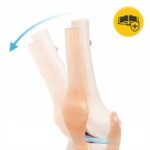 BEVEGBARE KNELEDD MENNESKELIG ANATOMISK MODELL 11 NØYAKTIG 3D