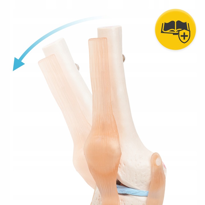 BEVEGBARE KNELEDD MENNESKELIG ANATOMISK MODELL 11 NØYAKTIG 3D