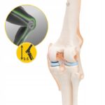 BEVEGBARE KNELEDD MENNESKELIG ANATOMISK MODELL 11 NØYAKTIG 3D