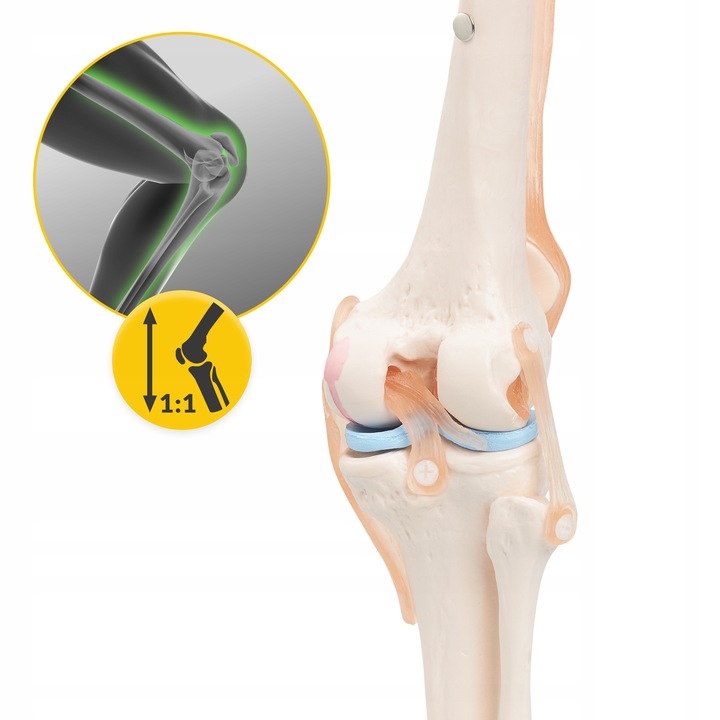 BEVEGBARE KNELEDD MENNESKELIG ANATOMISK MODELL 11 NØYAKTIG 3D