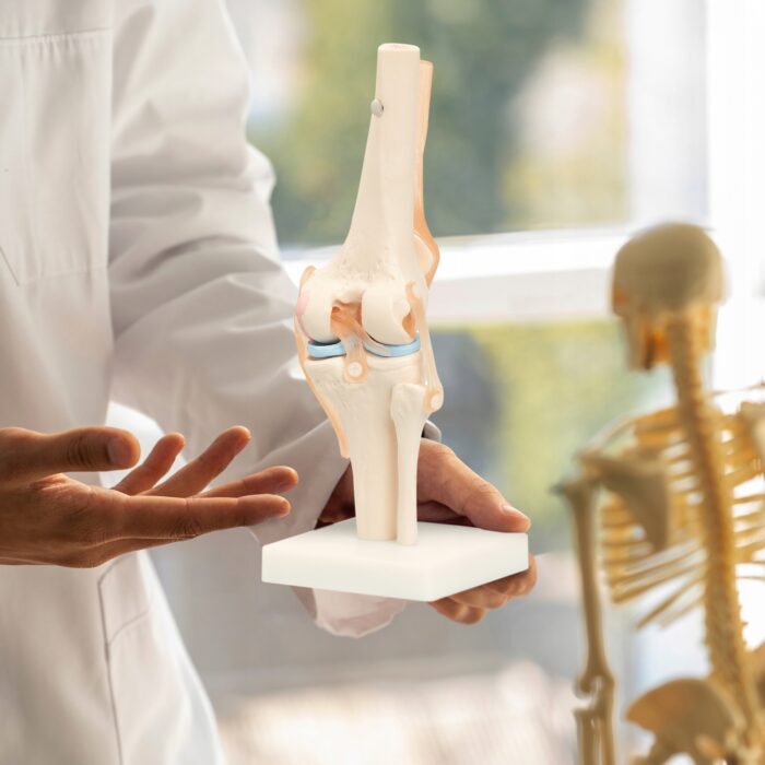 BEVEGBARE KNELEDD MENNESKELIG ANATOMISK MODELL 11 NØYAKTIG 3D