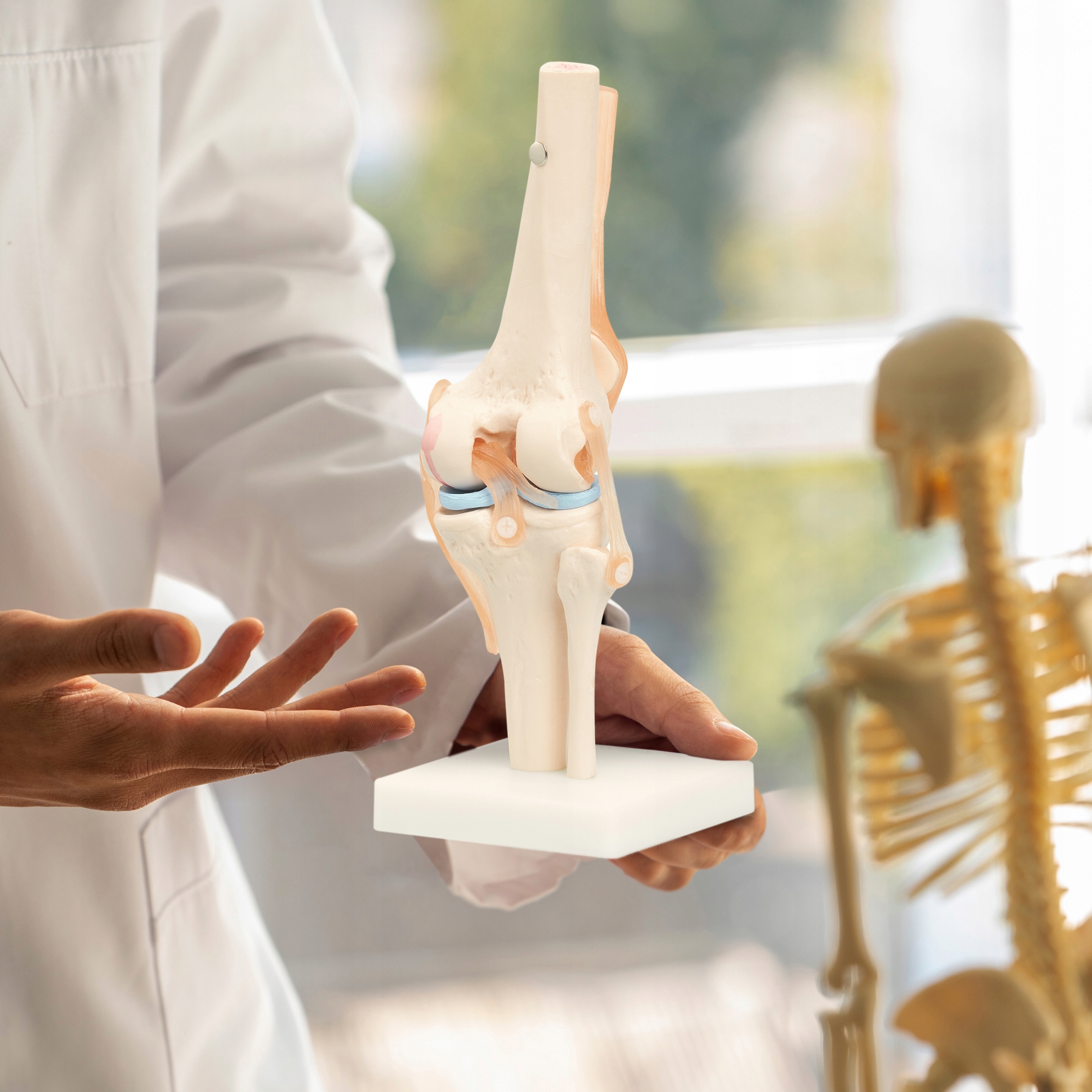 BEVEGBARE KNELEDD MENNESKELIG ANATOMISK MODELL 11 NØYAKTIG 3D