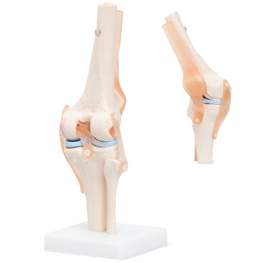 BEVEGBARE KNELEDD MENNESKELIG ANATOMISK MODELL 11 NØYAKTIG 3D (7)