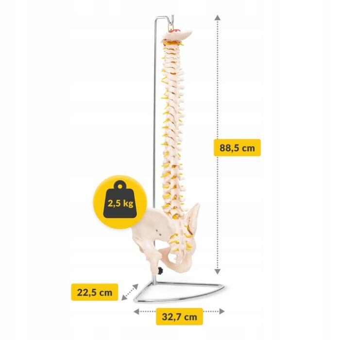 MENNESKE SKJELETT OG RYGGRAD ANATOMISK MODELL MED BEKKEN 3D-ANATOMI 1-1