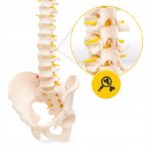 MENNESKE SKJELETT OG RYGGRAD ANATOMISK MODELL MED BEKKEN 3D-ANATOMI 1-1