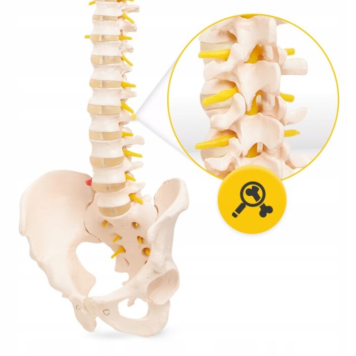 MENNESKE SKJELETT OG RYGGRAD ANATOMISK MODELL MED BEKKEN 3D-ANATOMI 1-1