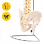 MENNESKE SKJELETT OG RYGGRAD ANATOMISK MODELL MED BEKKEN 3D-ANATOMI 1-1