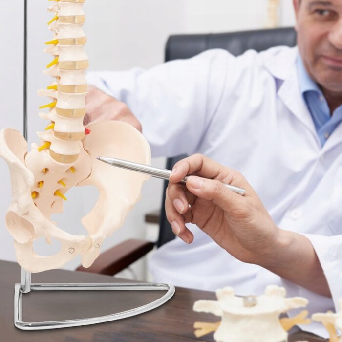 MENNESKE SKJELETT OG RYGGRAD ANATOMISK MODELL MED BEKKEN 3D-ANATOMI 1-1