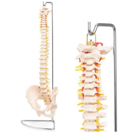 MENNESKE SKJELETT OG RYGGRAD ANATOMISK MODELL MED BEKKEN 3D-ANATOMI 1-1