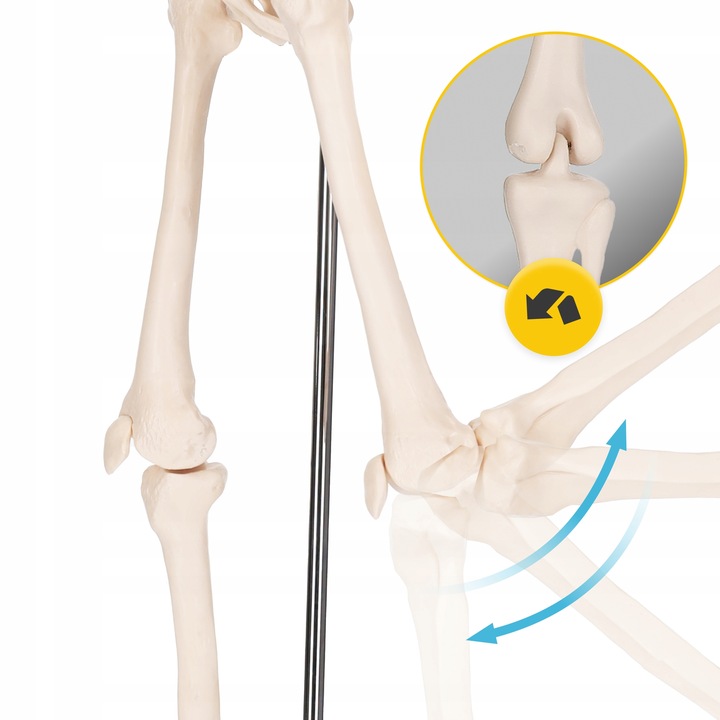 Anatomisk menneskeskjelett modell 45 cm | Læremodell for massasje trening og anatomi Anatomisk menneskeskjelett modell 45 cm | Læremodell for massasje trening og anatomi
